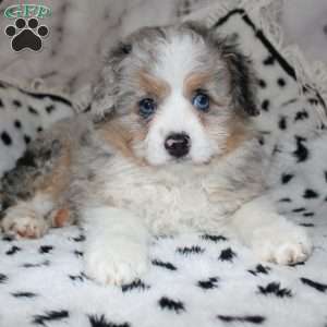 Lila, Mini Aussiedoodle Puppy
