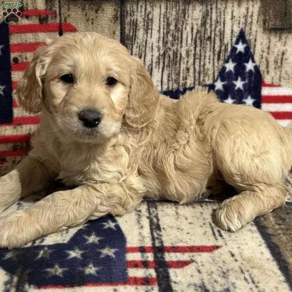 PHINEAS, Goldendoodle Puppy
