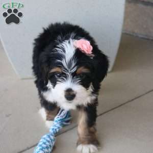 Emberly, Mini Bernedoodle Puppy