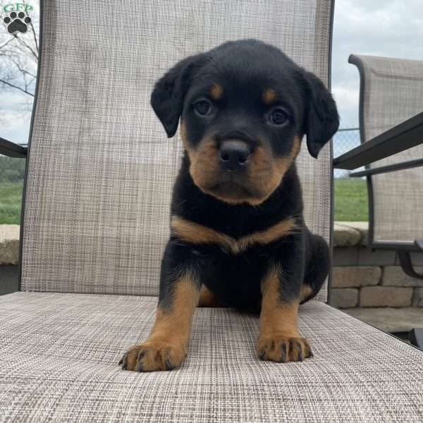 Cleo, Rottweiler Puppy
