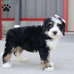 Elsa, Mini Bernedoodle Puppy