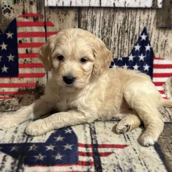 LITTLE MISS CLARA, Goldendoodle Puppy