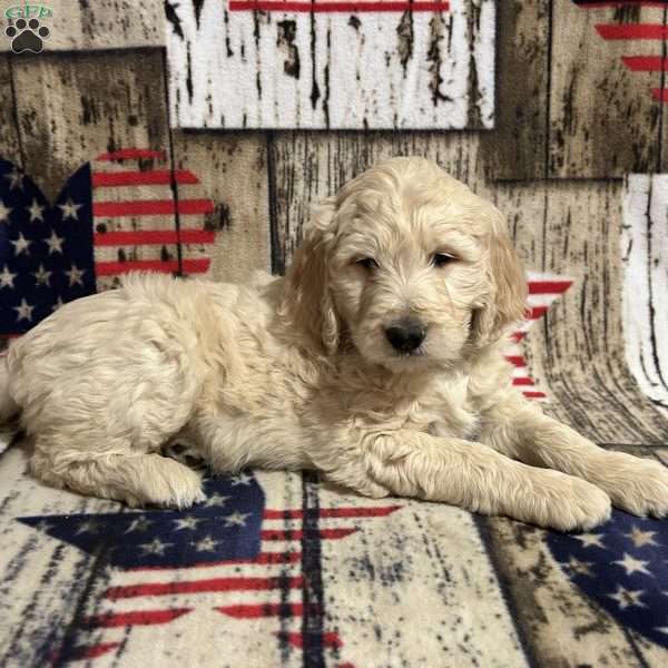 BARNABY, Goldendoodle Puppy