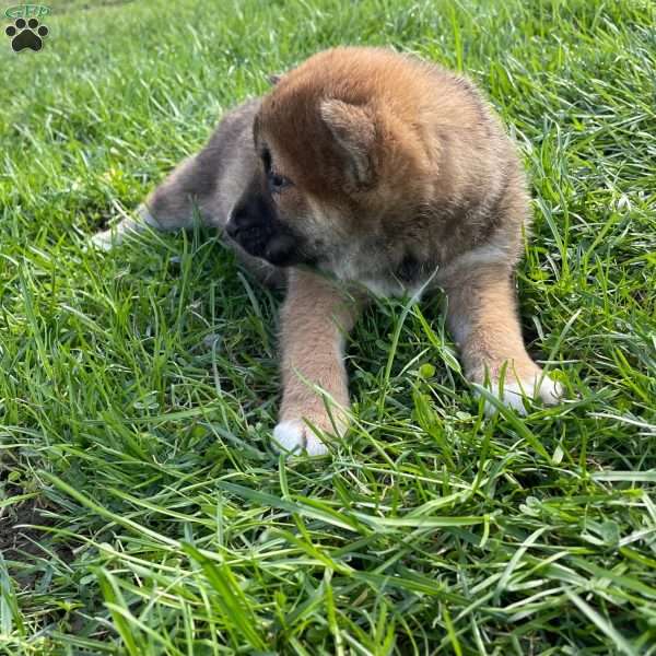 Jonah, Shiba Inu Puppy