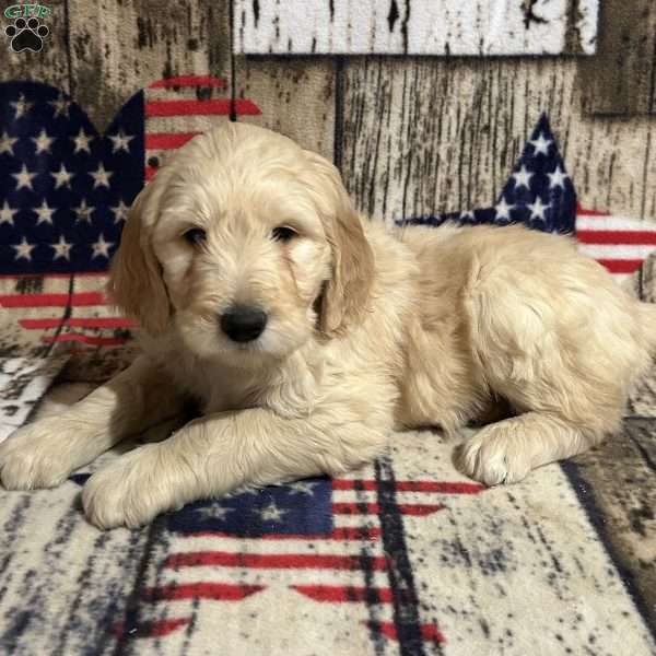 Townes, Goldendoodle Puppy