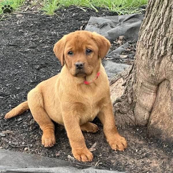 Riley, Fox Red Labrador Retriever Puppy