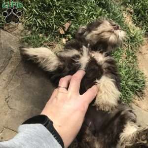 Rose, Miniature Schnauzer Puppy