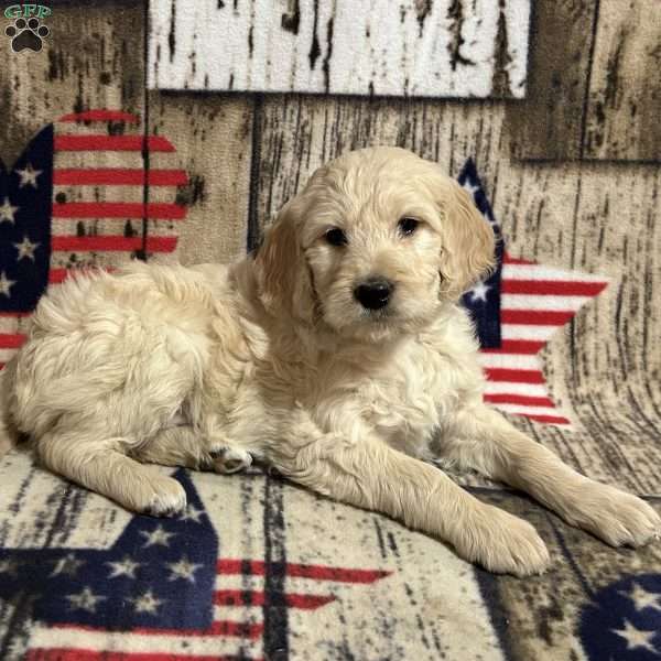 MADISON, Goldendoodle Puppy