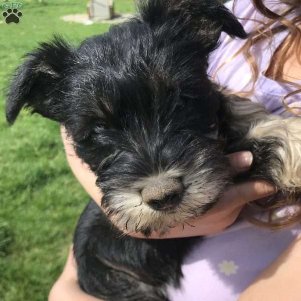 Pip, Miniature Schnauzer Puppy