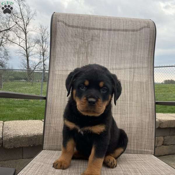 Bruce, Rottweiler Puppy