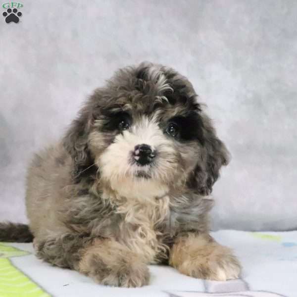 Jewels, Mini Bernedoodle Puppy