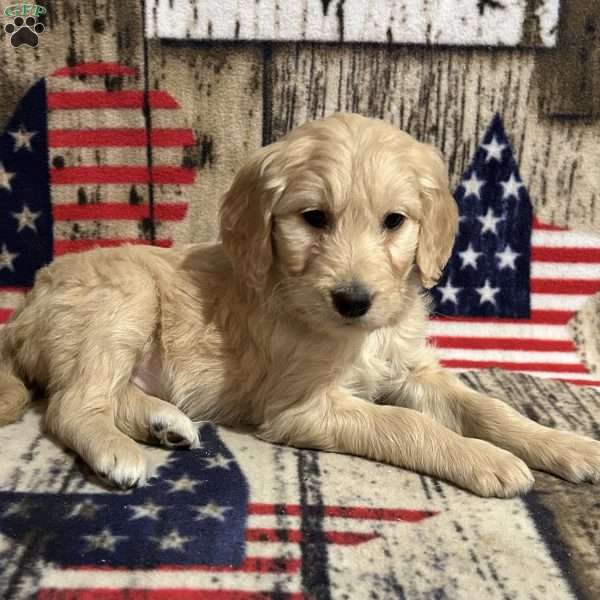 BONNIE, Goldendoodle Puppy
