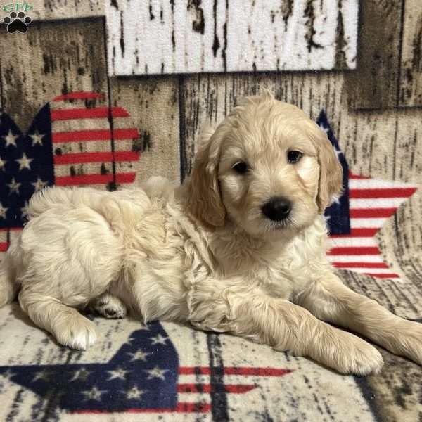BARK TWAIN, Goldendoodle Puppy