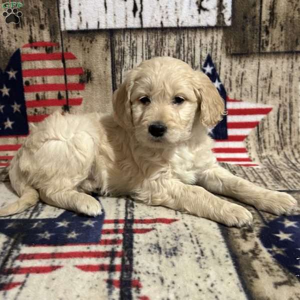 VICTORIA, Goldendoodle Puppy
