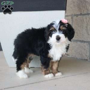 Emberly, Mini Bernedoodle Puppy
