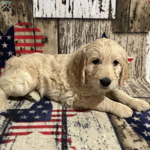 LILIANA, Goldendoodle Puppy