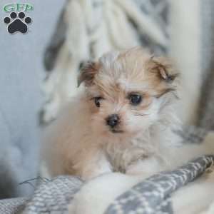 Kelly, Maltese Mix Puppy