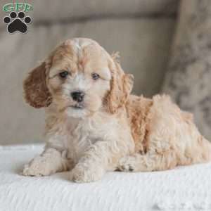 Bo, Cockapoo Puppy