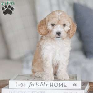 Bo, Cockapoo Puppy