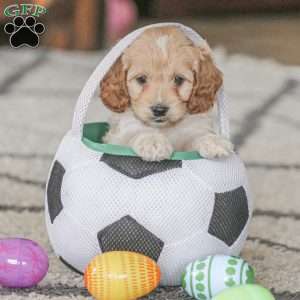 Bean, Cockapoo Puppy