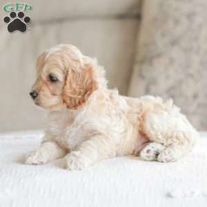 Bean, Cockapoo Puppy