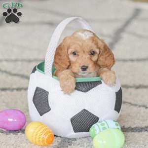 Briggs, Cockapoo Puppy