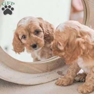 Briggs, Cockapoo Puppy