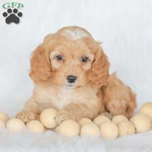 Briggs, Cockapoo Puppy