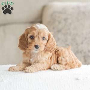 Briggs, Cockapoo Puppy