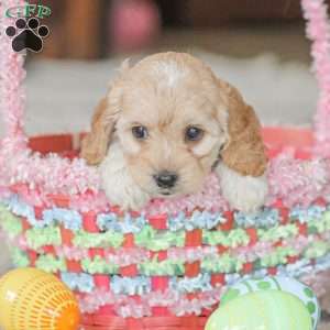 Kenna, Cockapoo Puppy