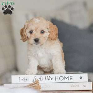 Kenna, Cockapoo Puppy