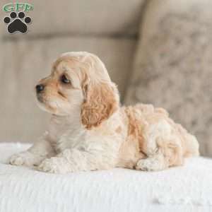 Kenna, Cockapoo Puppy
