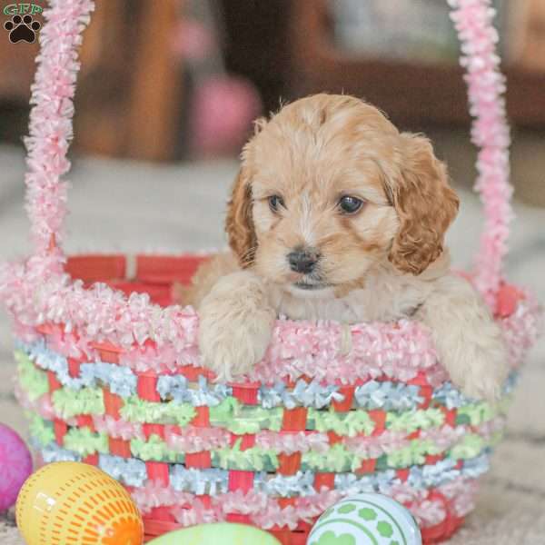 Karma, Cockapoo Puppy