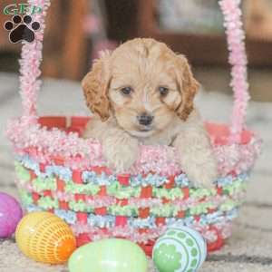 Karma, Cockapoo Puppy