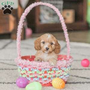 Kit, Cockapoo Puppy