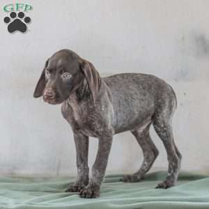 Jasper, German Shorthaired Pointer Puppy