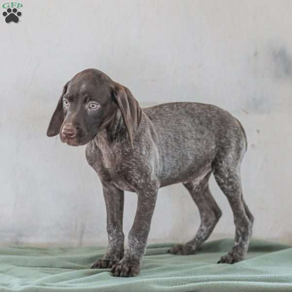 Jasper, German Shorthaired Pointer Puppy