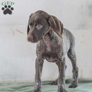 Jasper, German Shorthaired Pointer Puppy