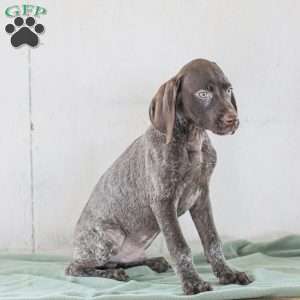 Jasper, German Shorthaired Pointer Puppy