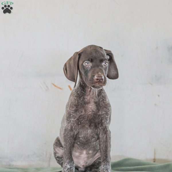 Jasper, German Shorthaired Pointer Puppy