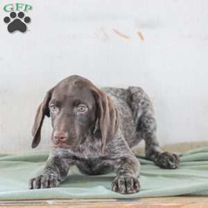 Josie, German Shorthaired Pointer Puppy