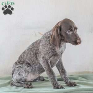 Josie, German Shorthaired Pointer Puppy