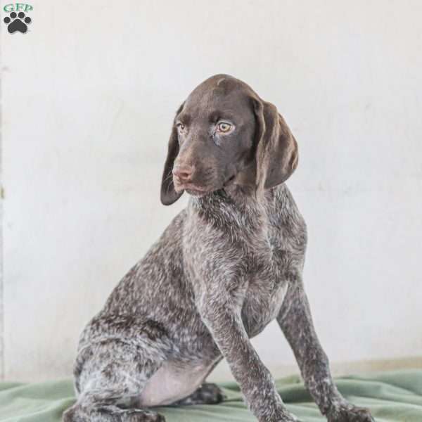 Josie, German Shorthaired Pointer Puppy