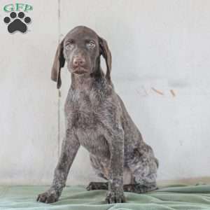 Josie, German Shorthaired Pointer Puppy