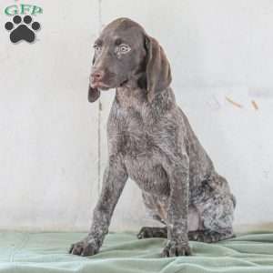 Josie, German Shorthaired Pointer Puppy