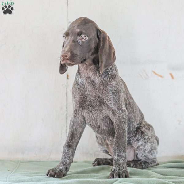 Josie, German Shorthaired Pointer Puppy
