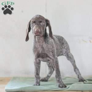 Josie, German Shorthaired Pointer Puppy