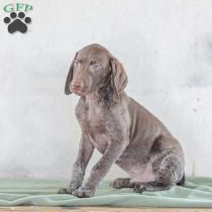 Jordan, German Shorthaired Pointer Puppy