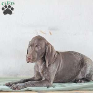 Jordan, German Shorthaired Pointer Puppy