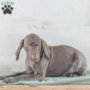Jordan, German Shorthaired Pointer Puppy